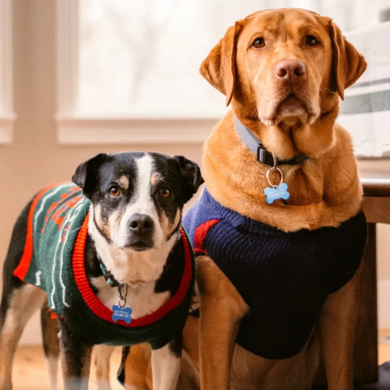 A black and white dog and a golden dog wearing sweaters indoors.