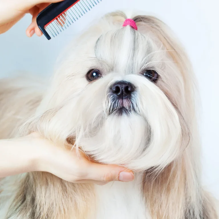 A Shih Tzu with long fur tied in a topknot being combed during grooming.