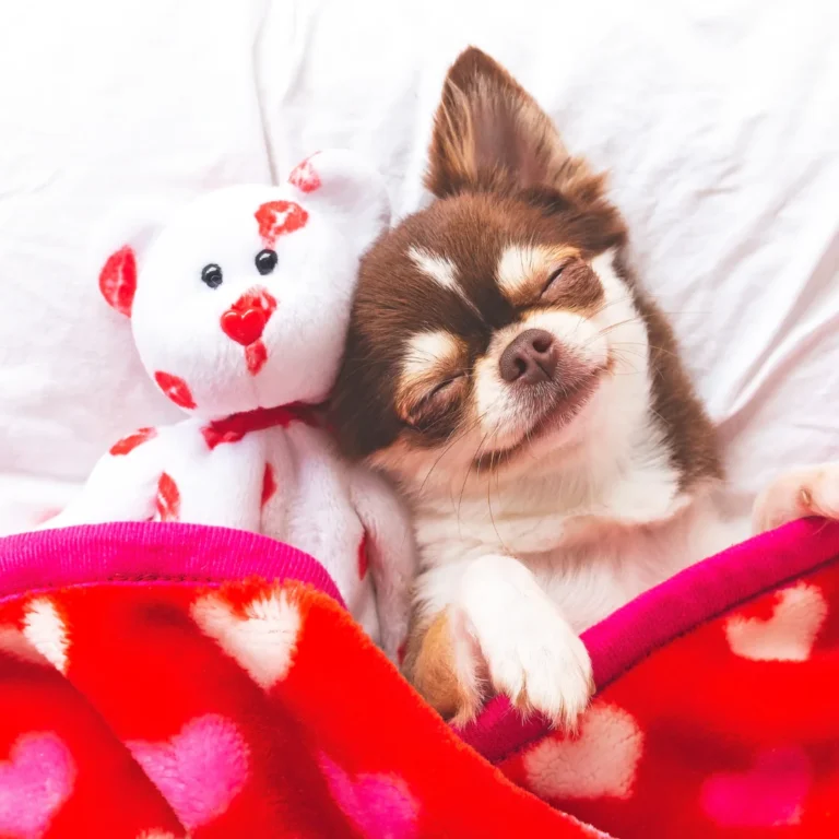 A small dog snuggled under a red blanket with heart patterns, sleeping beside a teddy bear.