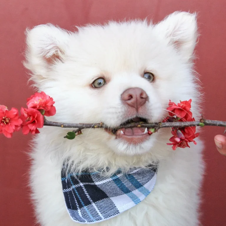 A fluffy white puppy wearing a plaid bandana holding a branch with red flowers.
