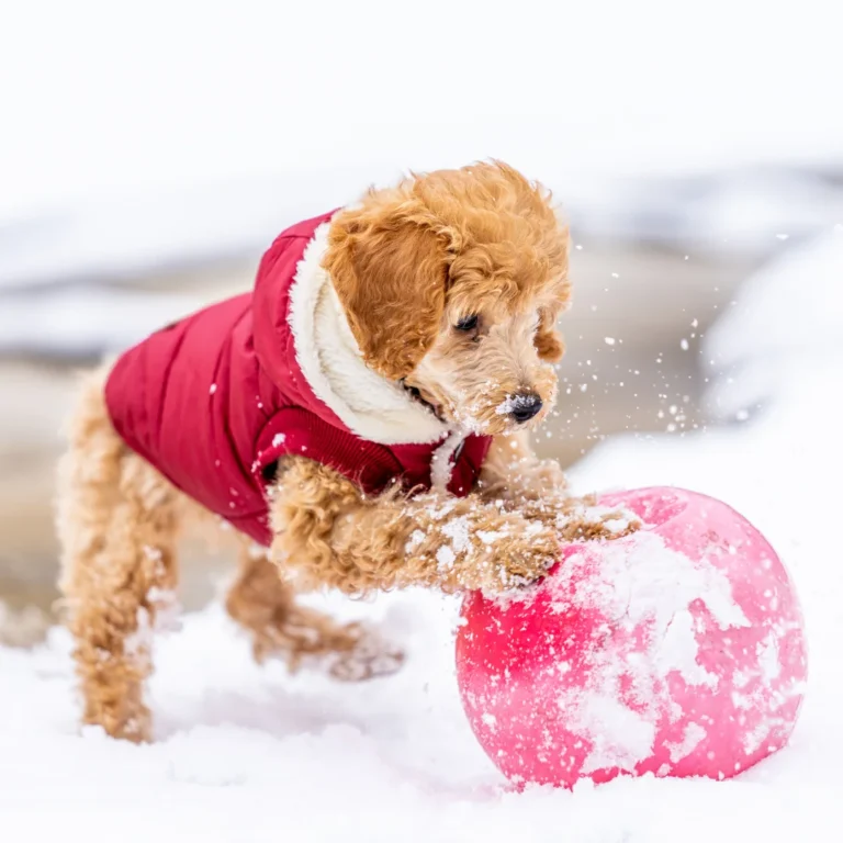 A small dog in a red jacket playing with a red ball in the snow.