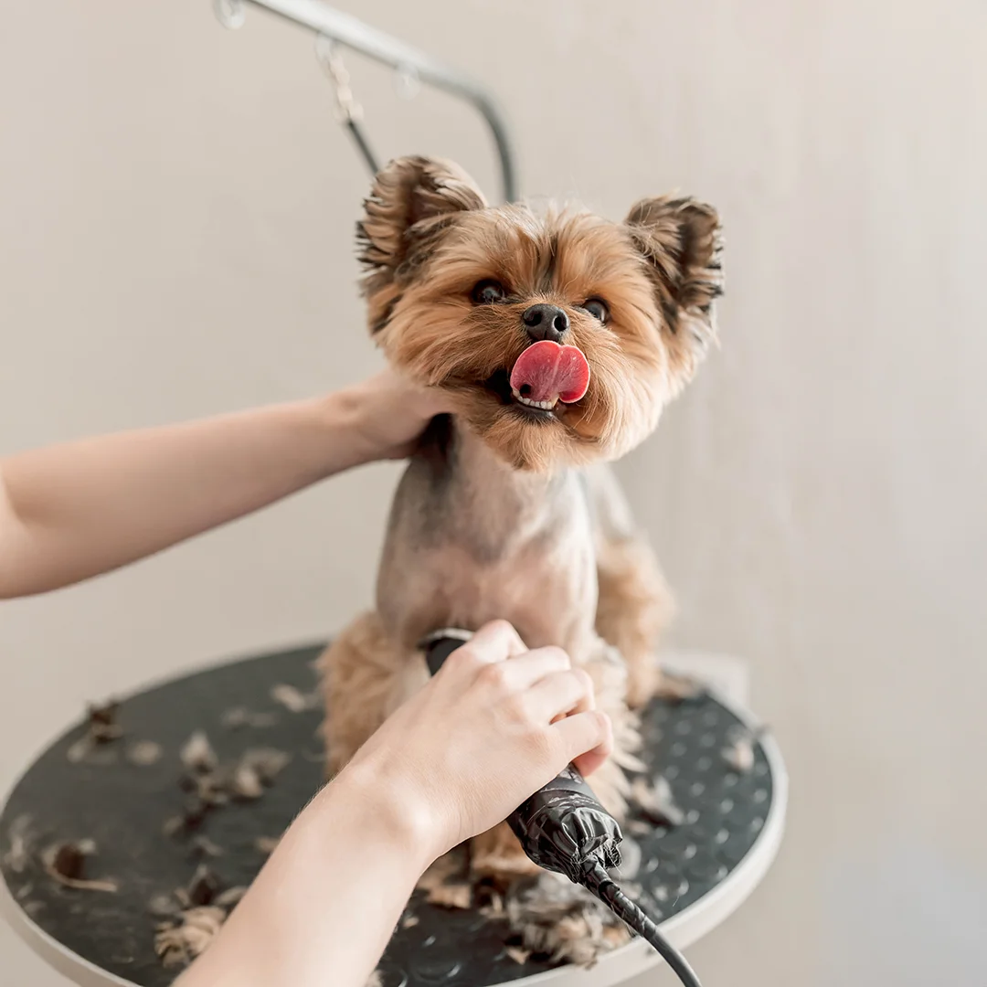 Small Yorkshire Terrier being trimmed by a groomer while licking its nose.